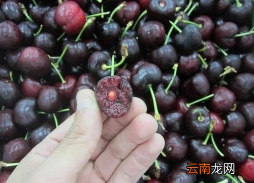 什么车厘子品种更好吃又甜，便宜且好养？