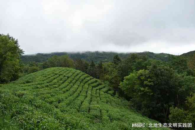 云南高山生态茶，一种纯净自然的茶叶品种