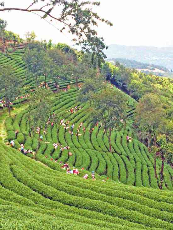 云南高山生态茶，一种纯净自然的茶叶品种