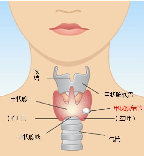 戴翡翠吊坠对甲状腺结节的影响：科学解释与建议