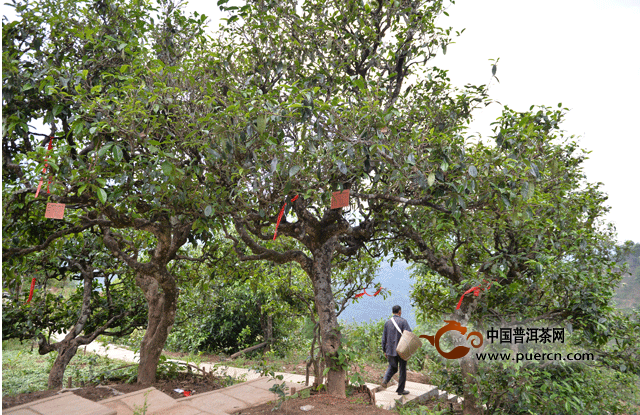 普洱茶茶王树的种植、特点与品种解析，全面了解普洱茶王树的来龙去脉