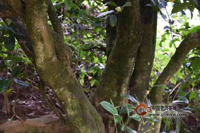 普洱茶茶王树的种植、特点与品种解析，全面了解普洱茶王树的来龙去脉