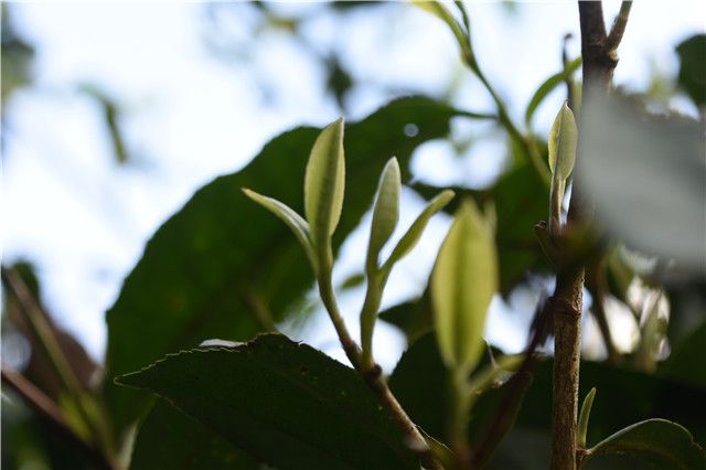 普洱茶的茶王树是什么树种