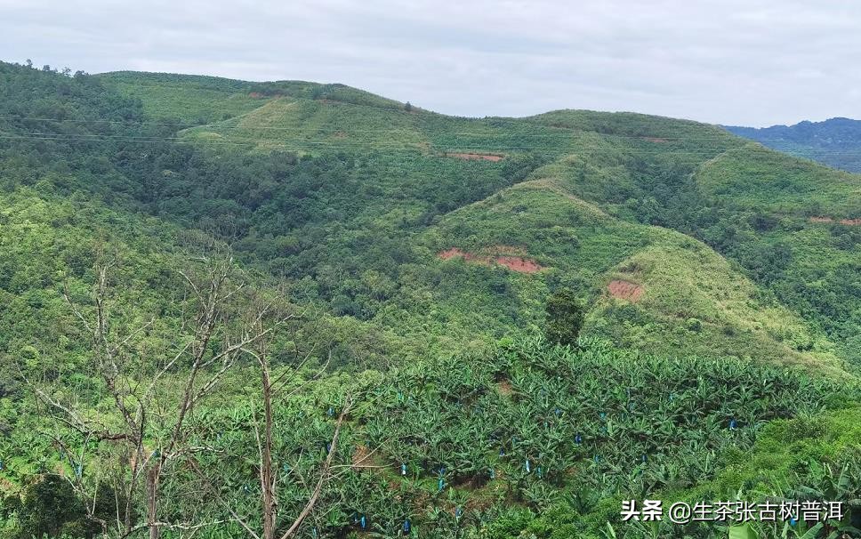 中国普洱茶知名-中国普洱茶知名有哪些