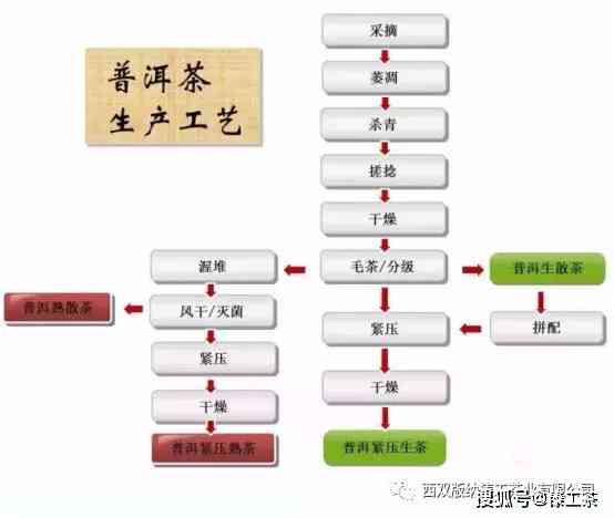 探究普洱茶工艺程序：特点、作用及其在茶文化中的地位