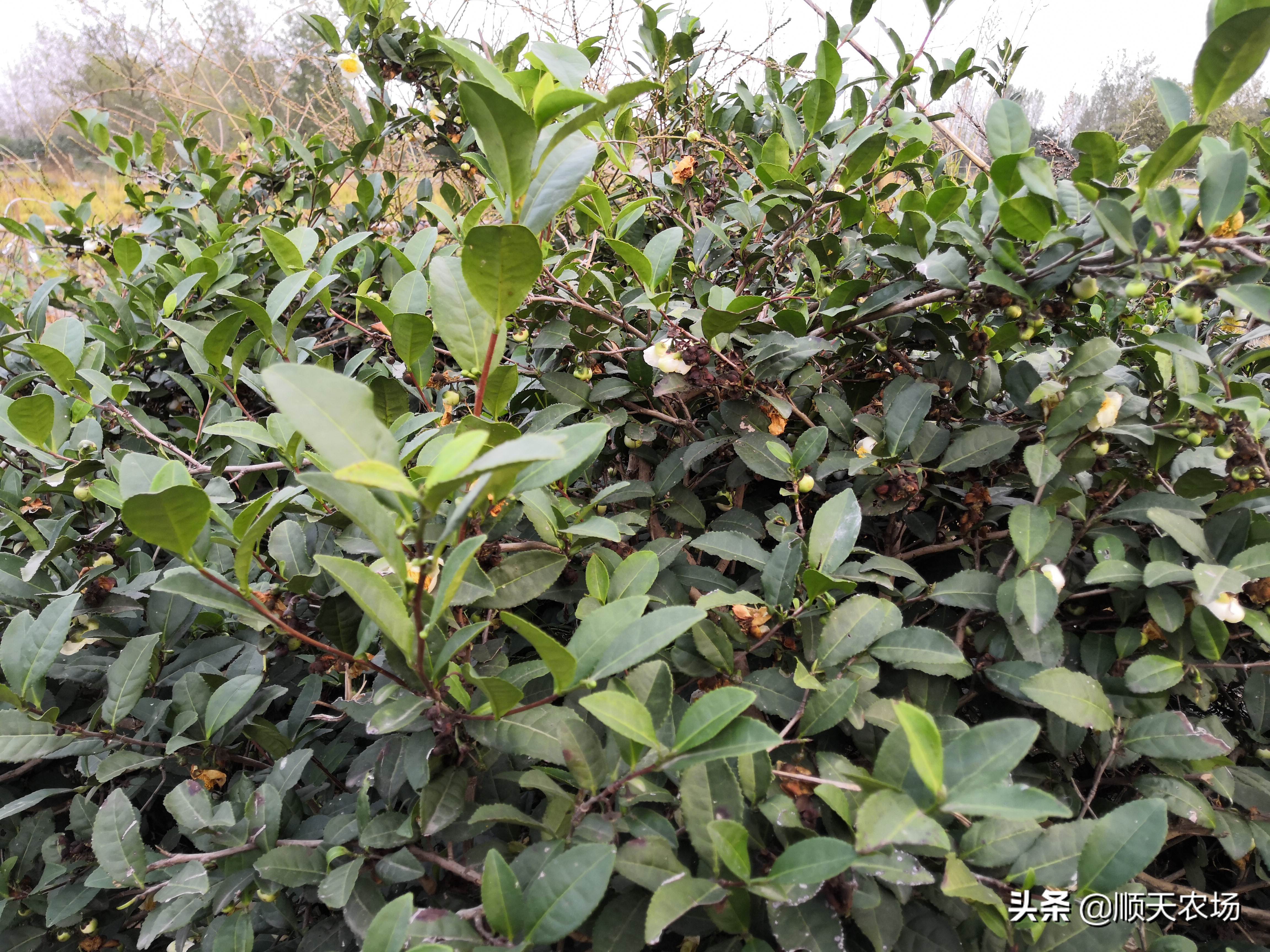 普洱茶深夜炒茶能喝吗？女生可以喝吗？