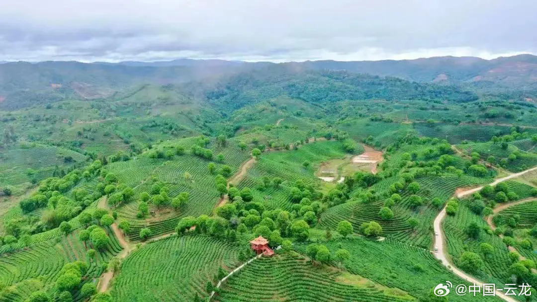 西双版纳的云青普洱之旅：探索茶香世界与自然之美