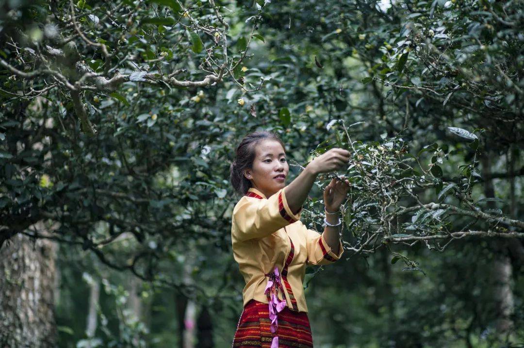 西双版纳的云青普洱之旅：探索茶香世界与自然之美