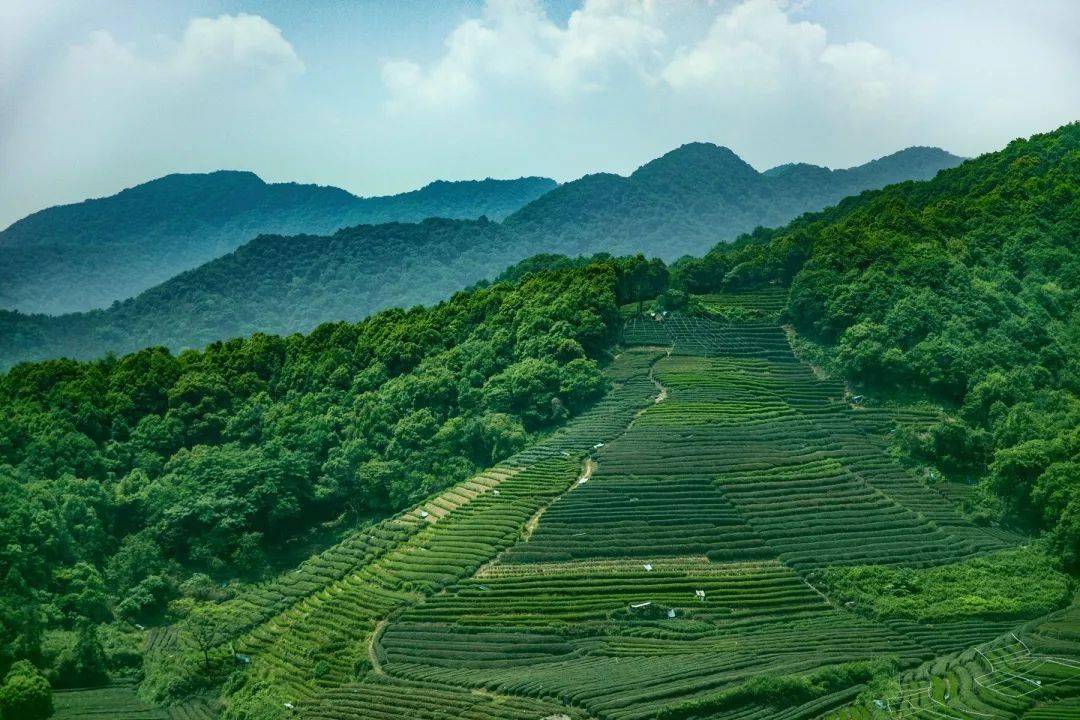 西双版纳的云青普洱之旅：探索茶香世界与自然之美