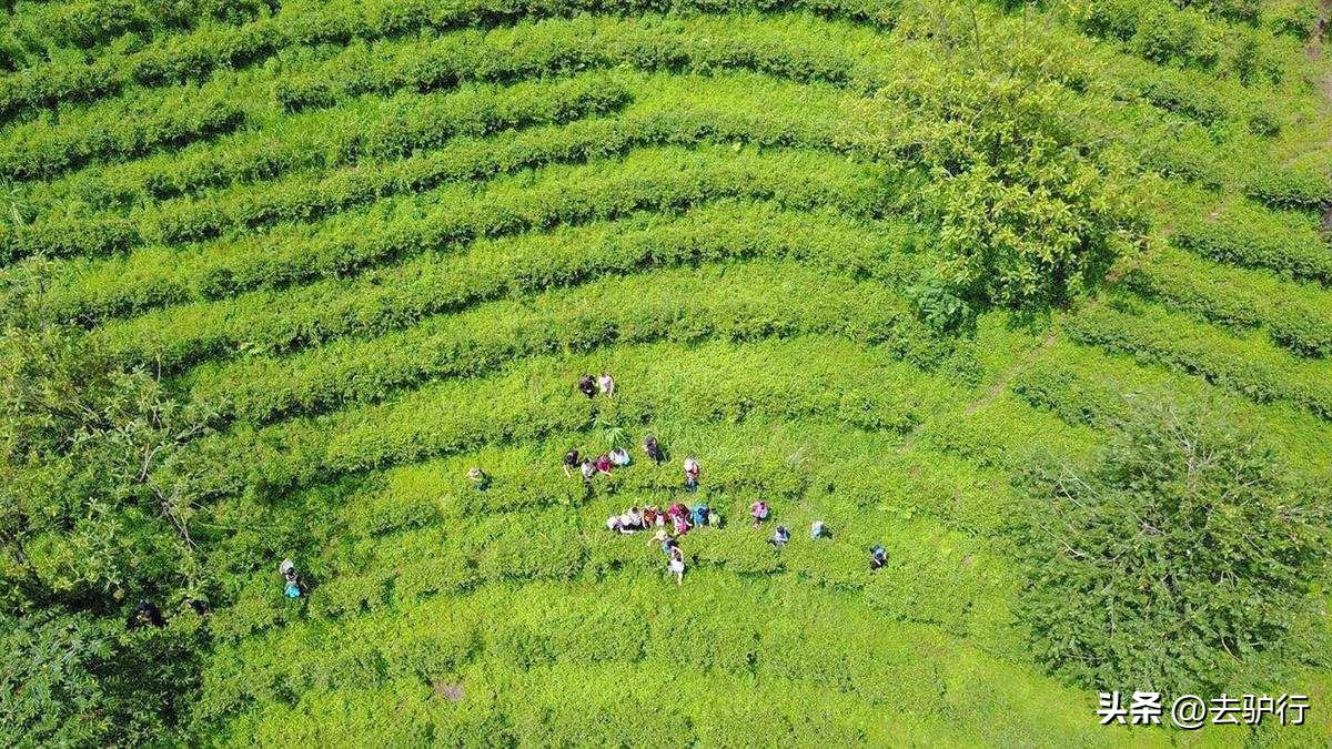 版纳情普洱茶园出品-景版纳情茶园