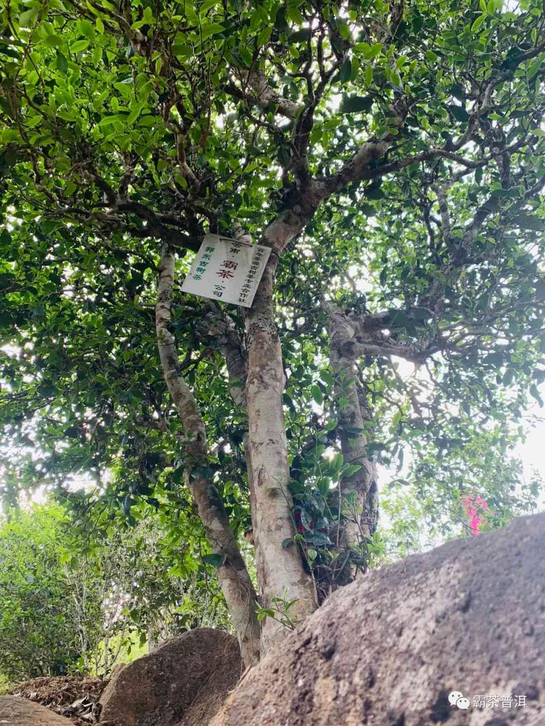 古树普洱茶：稀有珍藏品种与高端市场售价分析