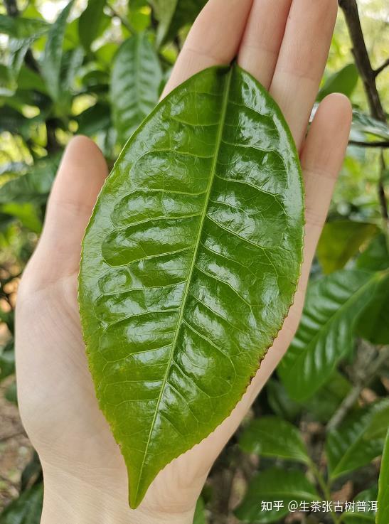 叶子是班章普洱茶的主角：探究普洱茶中叶片的重要性与独特风味