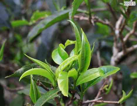 叶子是班章普洱茶的主角：探究普洱茶中叶片的重要性与独特风味