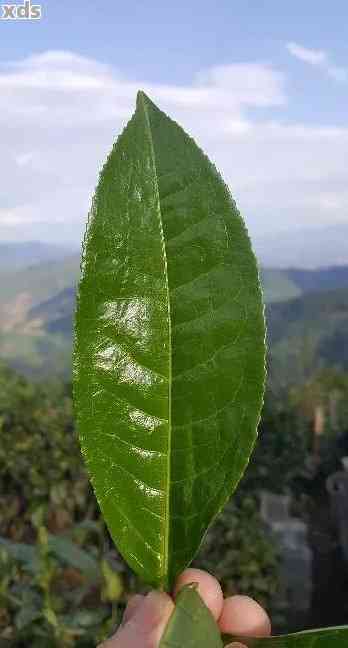 叶子是班章普洱茶的主角：探究普洱茶中叶片的重要性与独特风味