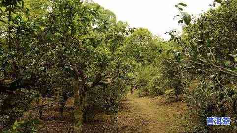 景迈山古树普洱茶：特点、品种、品质与泡法全面解析