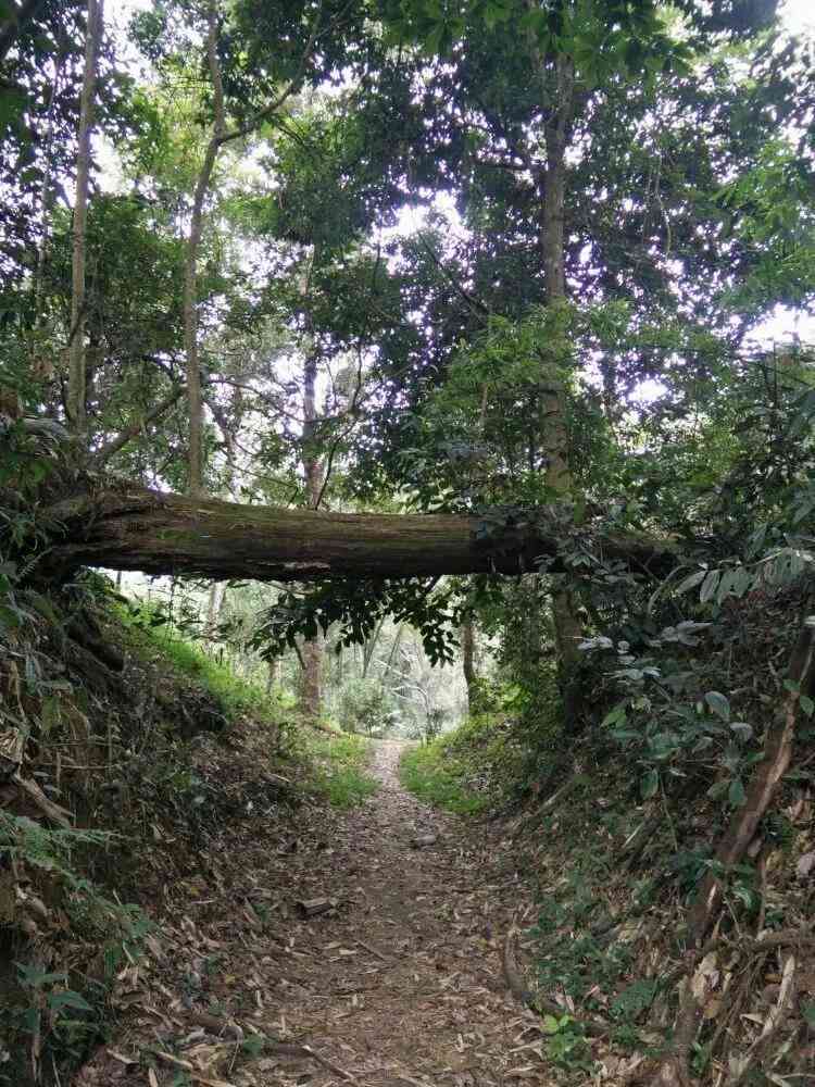 景迈山古树普洱茶：特点、品种、品质与泡法全面解析