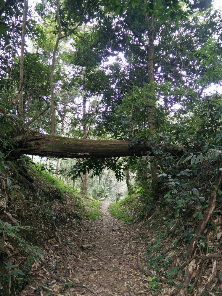 景迈山古树普洱茶2010