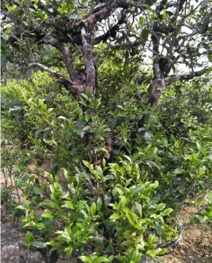 普洱茶：叶子与根的奇妙组合，探索不同茶种的特点与区别