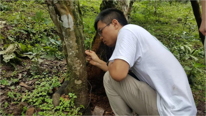 普洱茶：叶子与根的奇妙组合，探索不同茶种的特点与区别