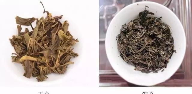 普洱茶：叶子与根的奇妙组合，探索不同茶种的特点与区别