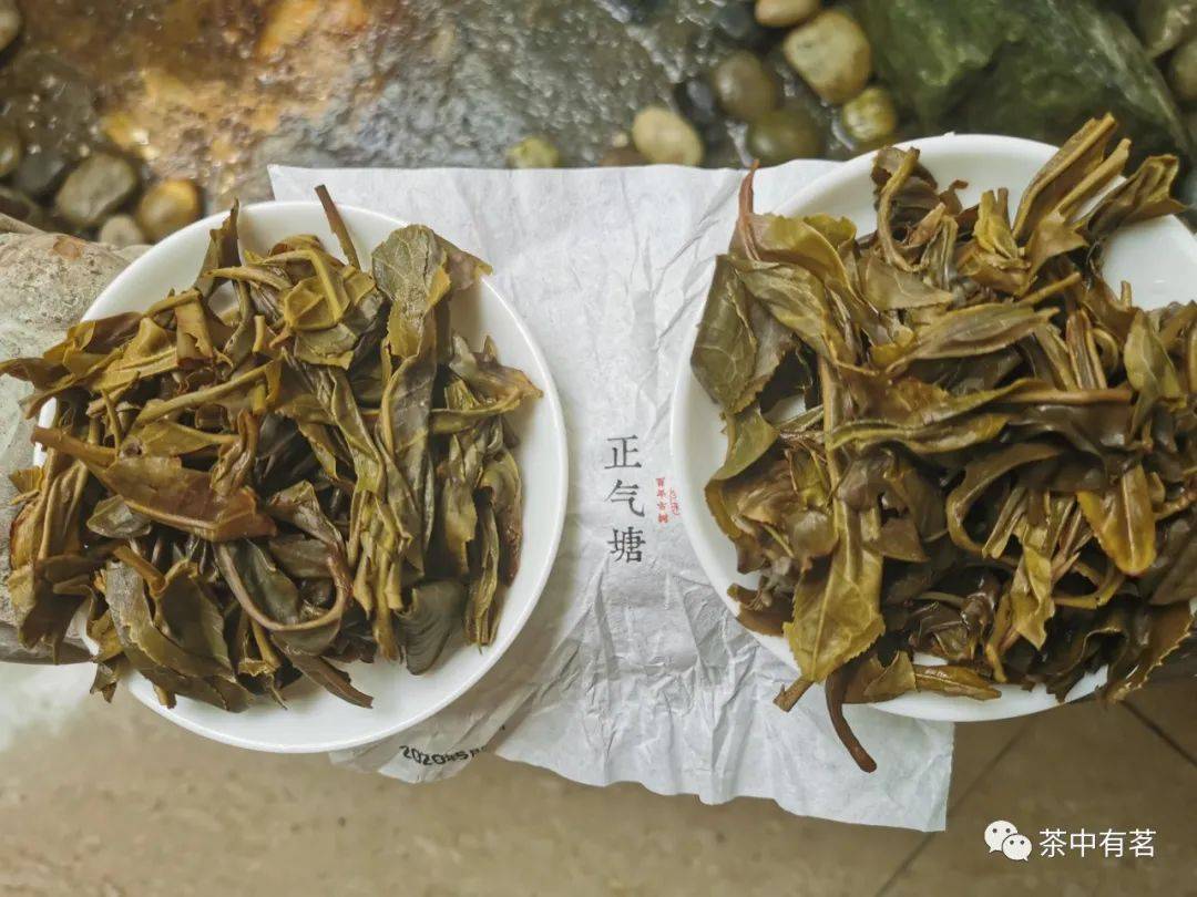 普洱茶有叶状吗？能喝吗？普洱茶的叶子能吃吗？普洱茶的叶底是什么颜色？