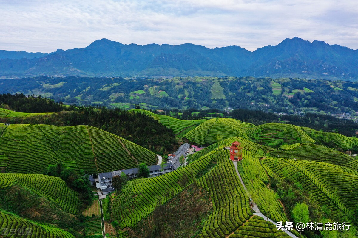 探索布朗族特色普洱茶：一款独具文化魅力的茶叶品种及其制作工艺