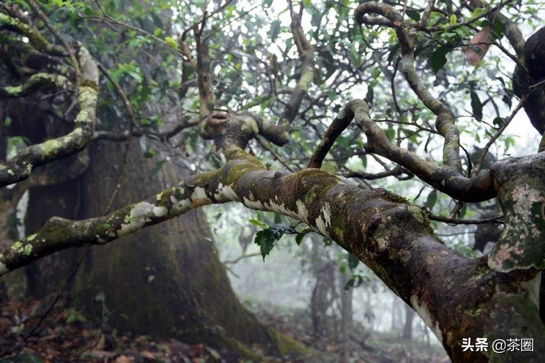 木与古树普洱茶：价格差异解析，如何选择最适合您的茶叶？