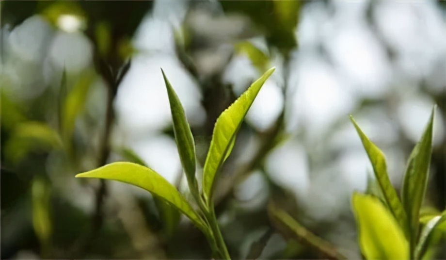 怎样分辨新工艺普洱茶真假及制作工艺