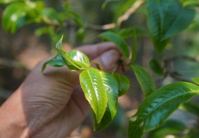 探究普洱茶：金叶还是金砖，哪种茶叶更具投资价值？