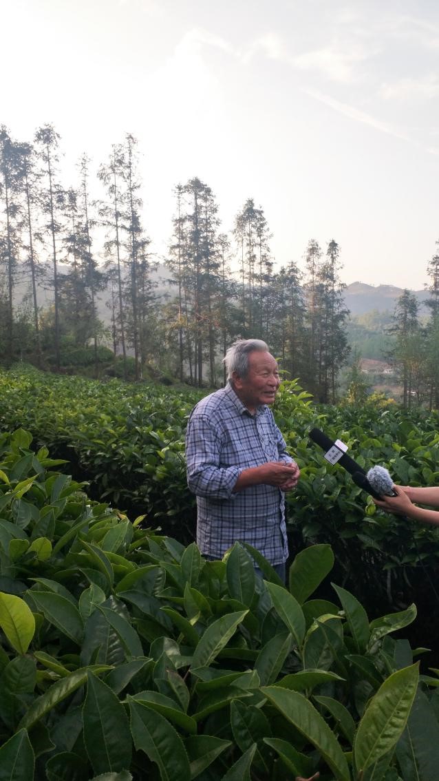 普洱茶雪芽100号的口感、品质以及是否值得购买？详解评测与体验分享