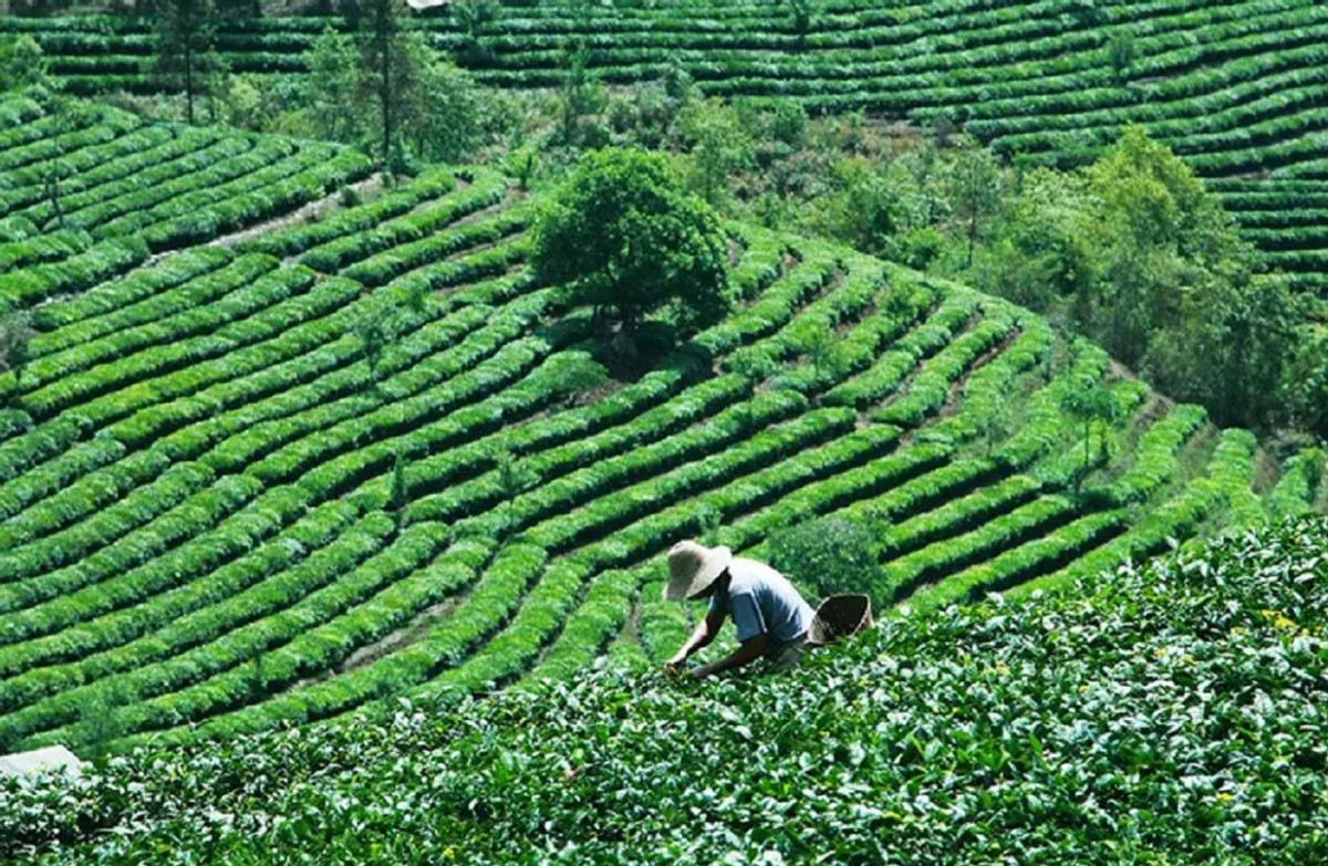 普洱茶熟茶泡几次后喝好吗？女人可以喝吗？女人喝多少？