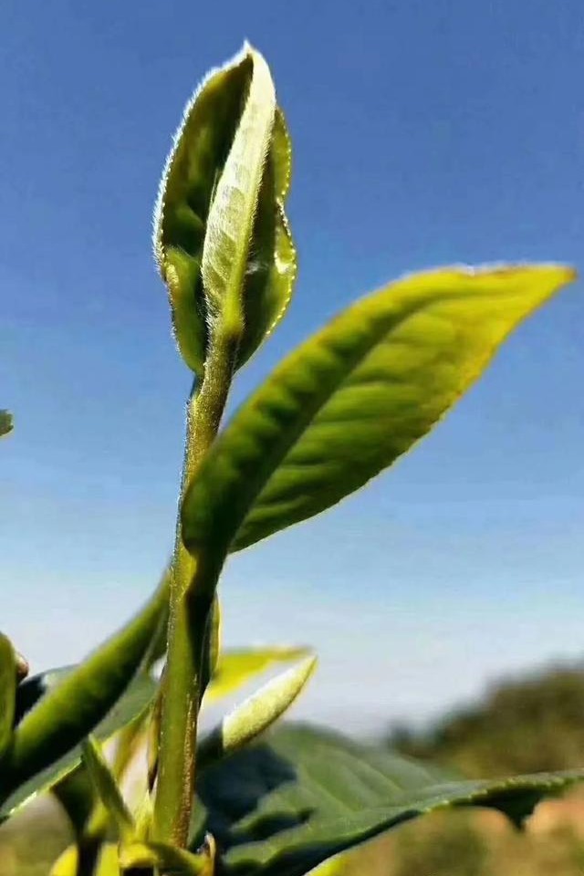 品质好的普洱茶的特征和特点，以及哪个更优质？