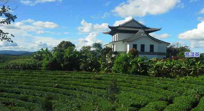 广东普洱茶场地址电话及交易信息全解析