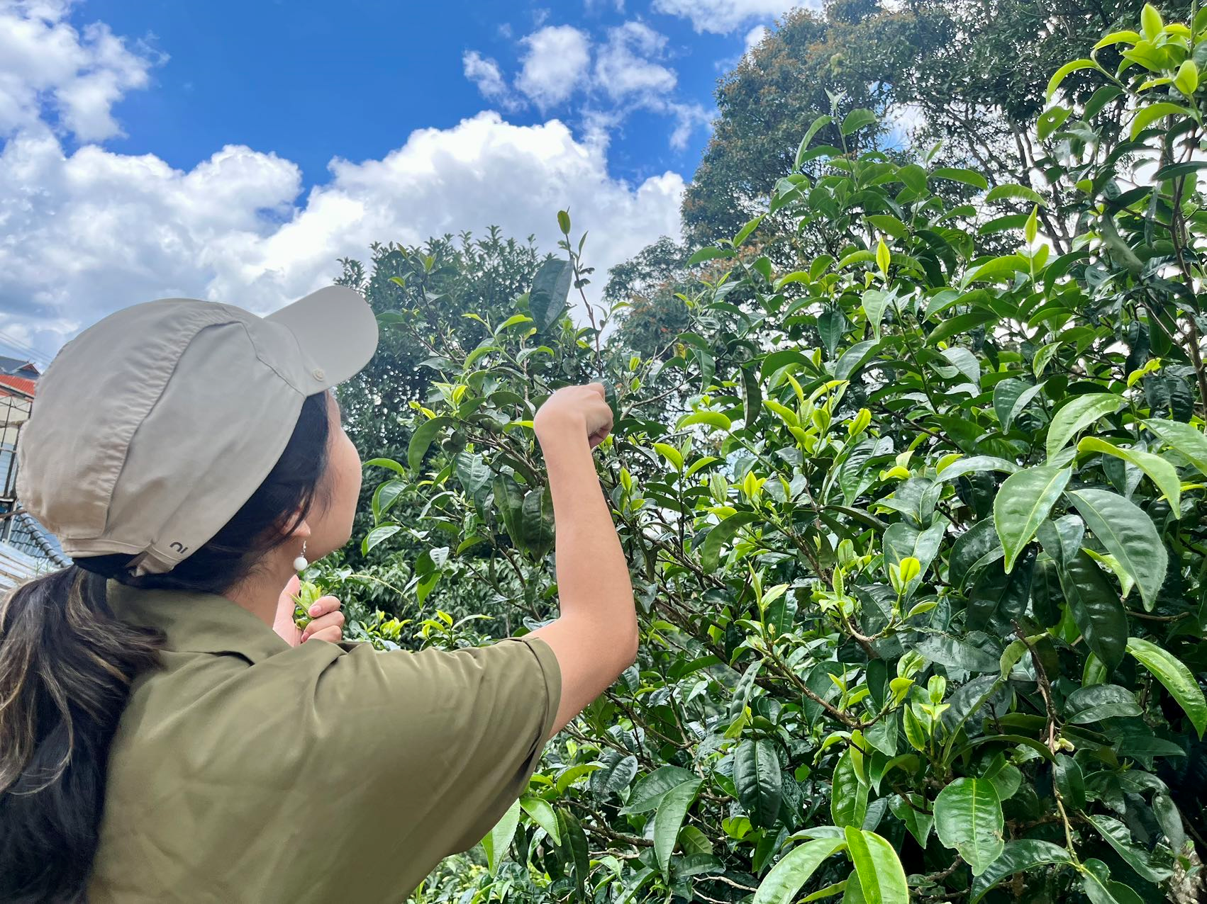 在西双版纳卖普洱茶好卖吗