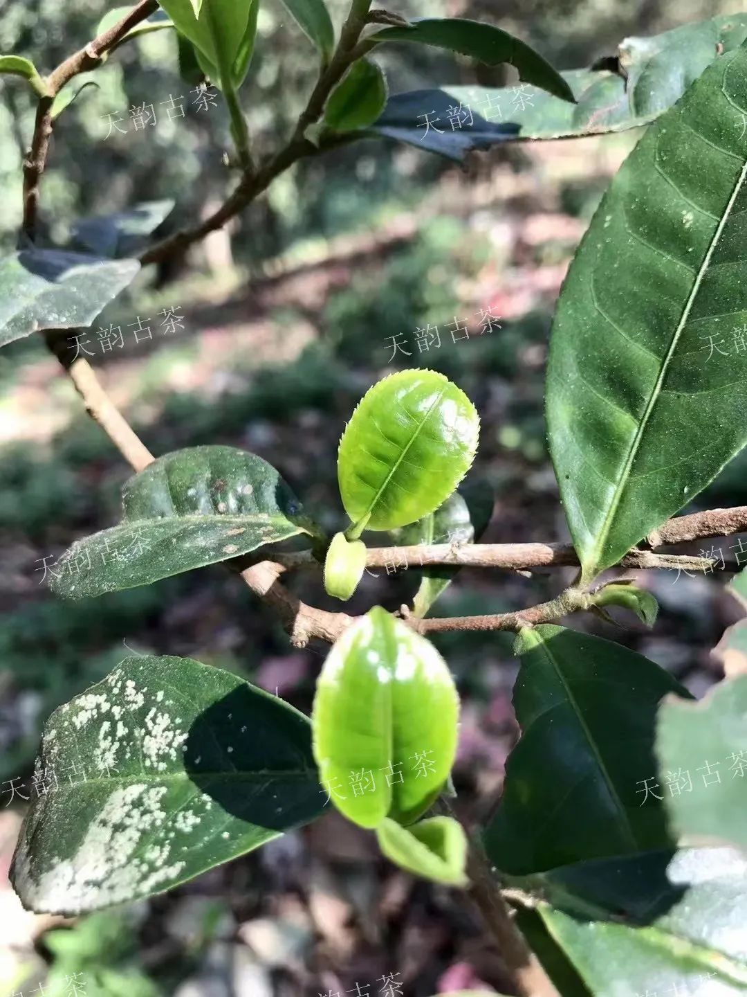 云南更大的普洱茶是树茶吗