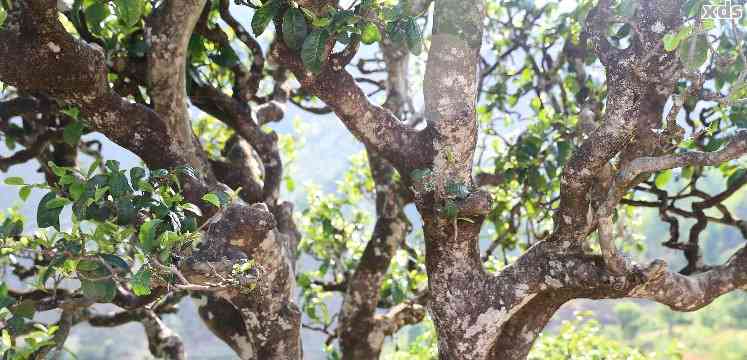 云南更大的普洱茶是树茶吗