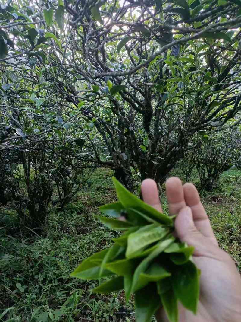 普洱茶品种之间的差异：荒田与小荒田的比较