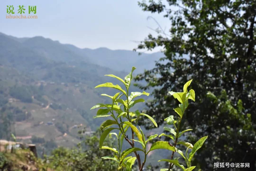 普洱茶品种之间的差异：荒田与小荒田的比较