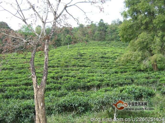 荒田和小荒田普洱茶的区别