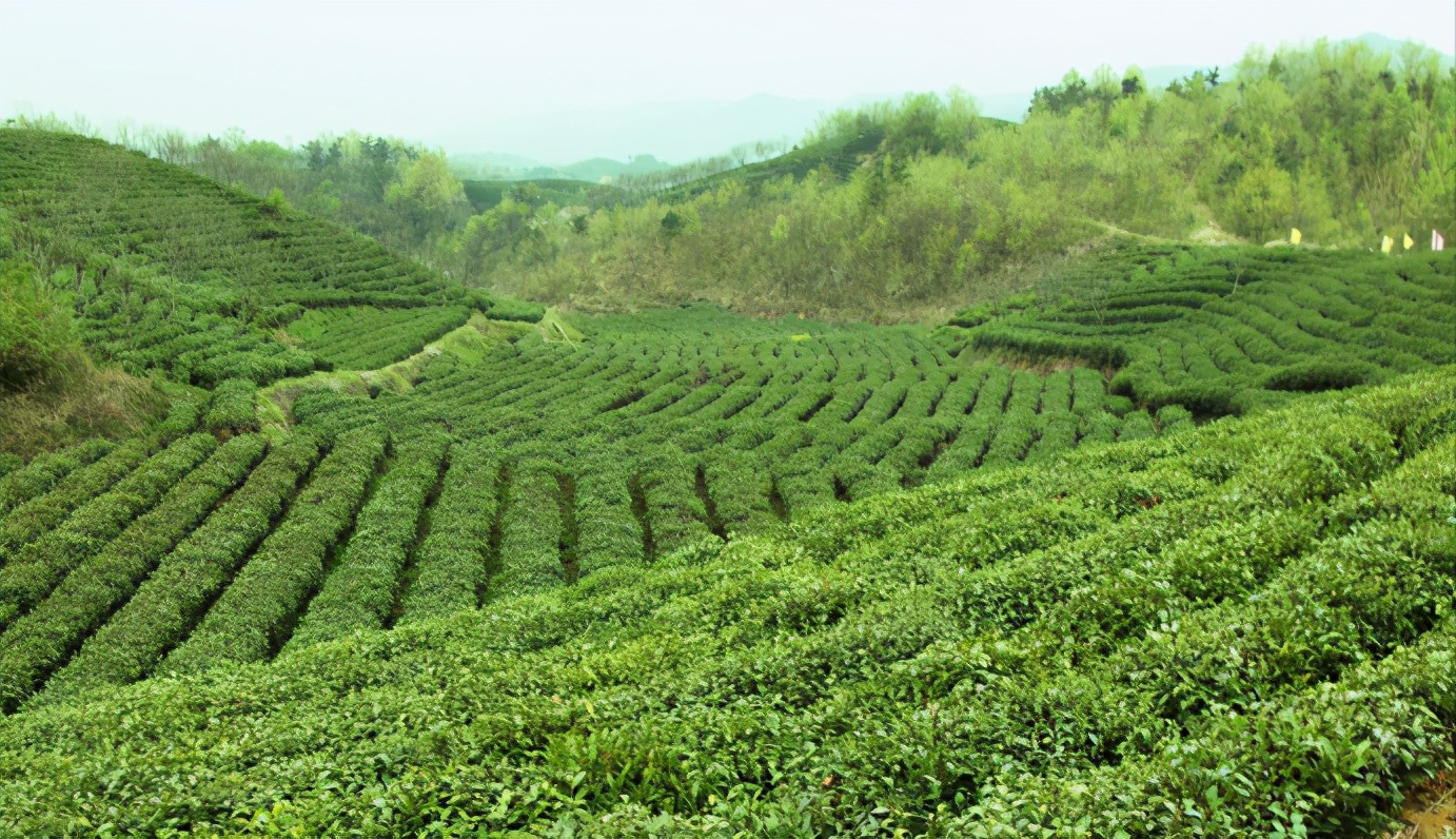 送爸爸龙井茶和普洱茶哪个更合适？同时推荐其他适合送礼的茶叶品种