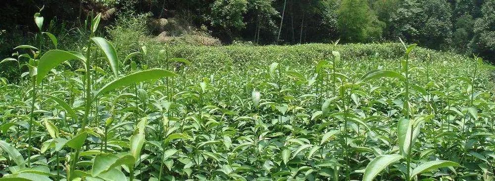 普洱茶的苦味成因及如何降低苦味，为什么普洱茶并非全部苦涩？