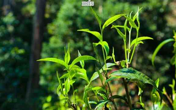 '为什么普洱茶春茶比绿茶好，普洱茶春茶属于绿茶吗？'