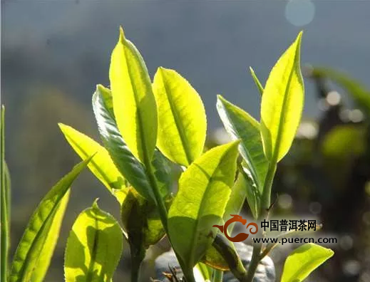 '为什么普洱茶春茶比绿茶好，普洱茶春茶属于绿茶吗？'