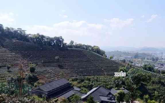 海喝普洱茶的地方推荐：优质环境等你来体验