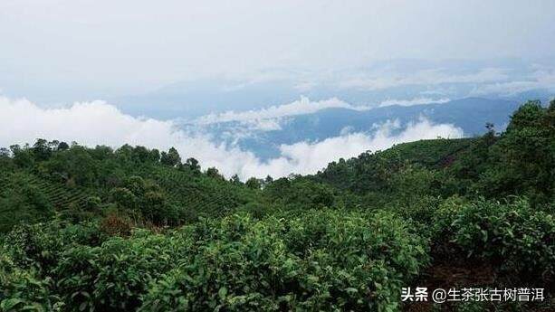 海喝普洱茶的地方有哪些