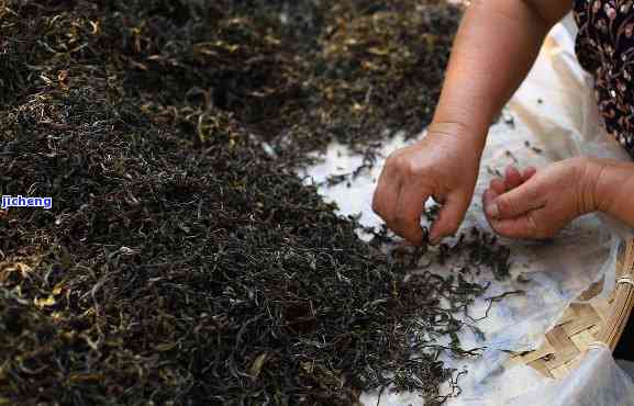 普洱茶：节性影响与品质鉴别技巧