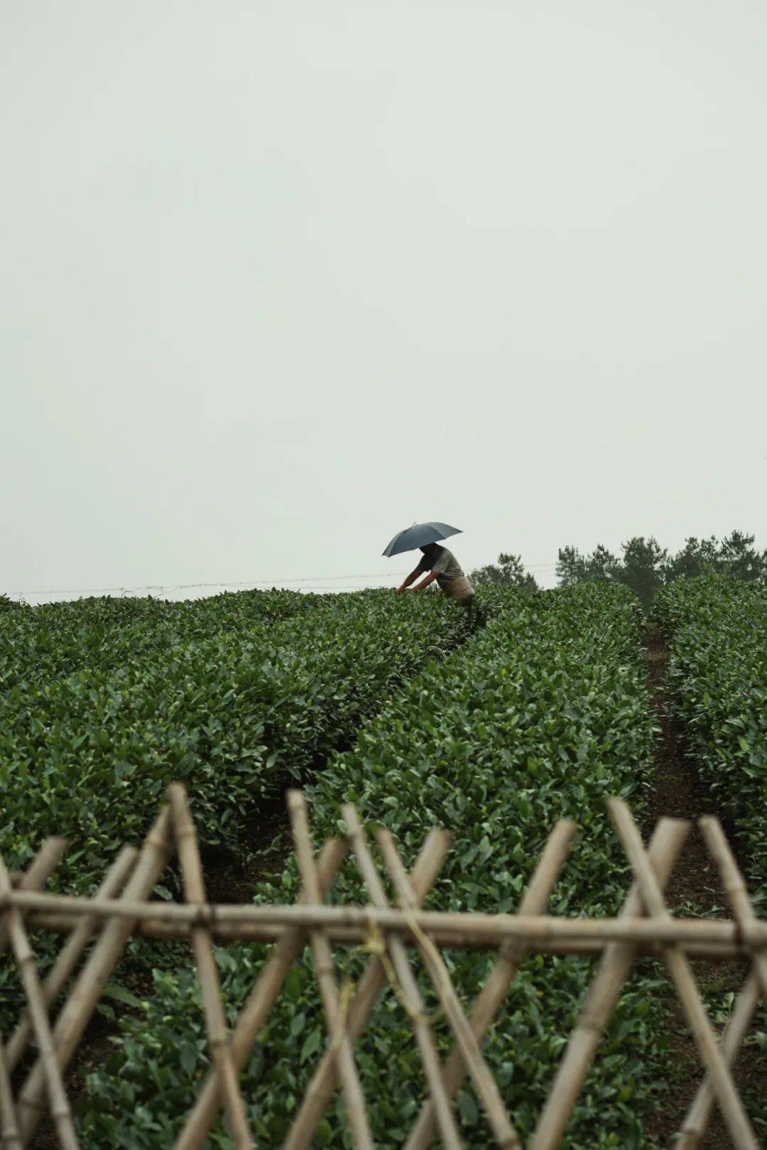 普洱绿茶与川茶的区别及特点对比：了解这两种茶叶的差异与优劣