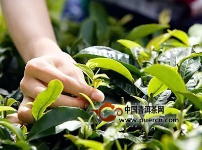 普洱茶怎么摘听的茶叶呢？女生如何采摘普洱茶？