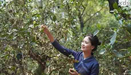 普洱茶怎么摘听的茶叶呢？女生如何采摘普洱茶？