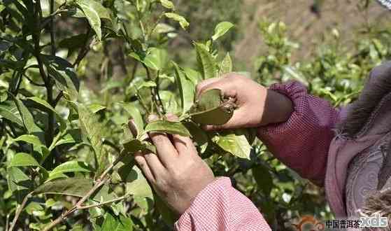 普洱茶怎么摘听的茶叶呢？女生如何采摘普洱茶？